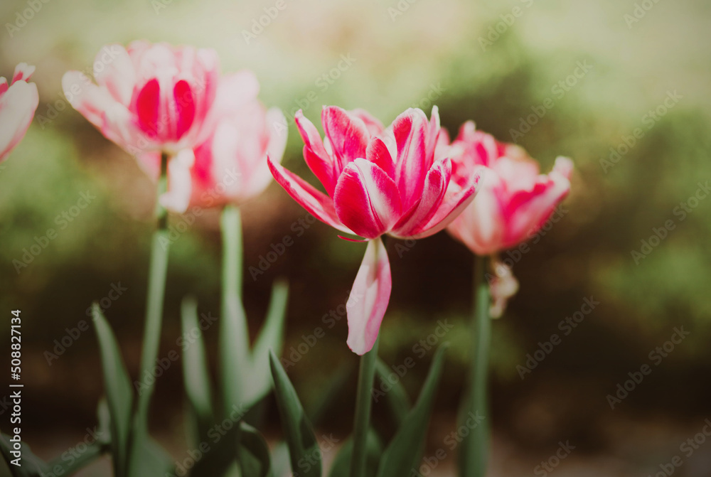 Beautiful pink fragrant spotted tulip flowers bloomed on a sunny summer day on a flower bed in the garden. The beauty of nature. Beautiful pink fragrant spotted tulip flowers bloomed on a sunny summer day on a flower bed in the garden. The beauty of nature.