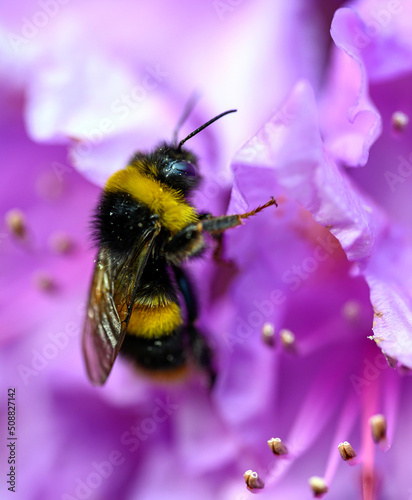 A bumblebee pollinating a pink flower. Close up shallow depth of field shot of the bee standing on the flower. The bumble bee has black and yellow stripes as a warning coloration. Bee in Kent, UK. © Jonathan Wilson