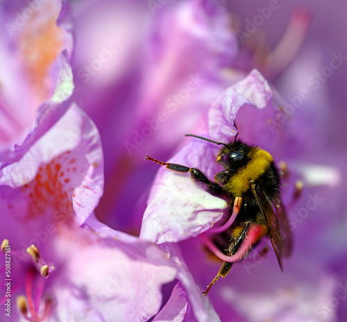 A bumblebee pollinating a pink flower. The bee has pollen on its leg as it walks over the flower. The bumble bee has black and yellow stripes as a warning coloration. Bumble bee seen in Kent, UK