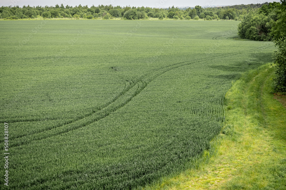 Landscape of green wheat field with forest, view from above Landscape of green wheat field with forest, view from above
