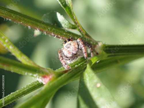 ネコハエトリ Carrhotus xanthogramma photo