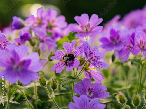 The bumblebee on the purple flower