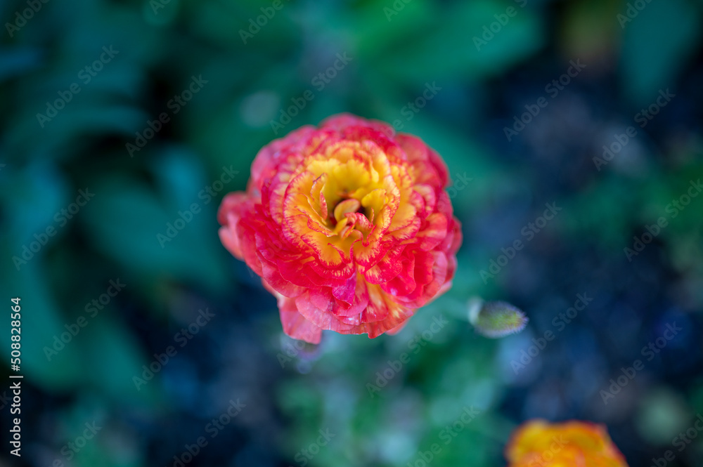 Red /range and yellow flowers and dark green background Red /range and yellow flowers and dark green background