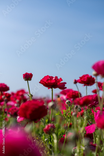 Fototapeta Naklejka Na Ścianę i Meble -  Red Flower fields and sky