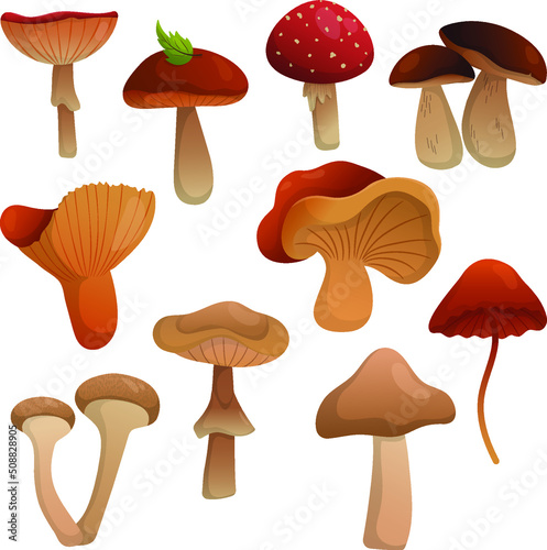 Vector set with mushrooms. Fly agaric, grebe, porcini mushroom, etc.