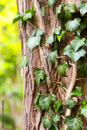 Efeu am Baum - Tree Bark with ivy growing on it. photo
