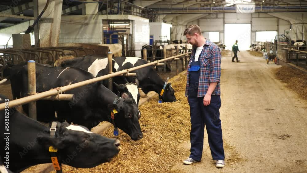 Smiling farmer taking care about cows on dairy farm Smiling farmer taking care about cows on dairy farm