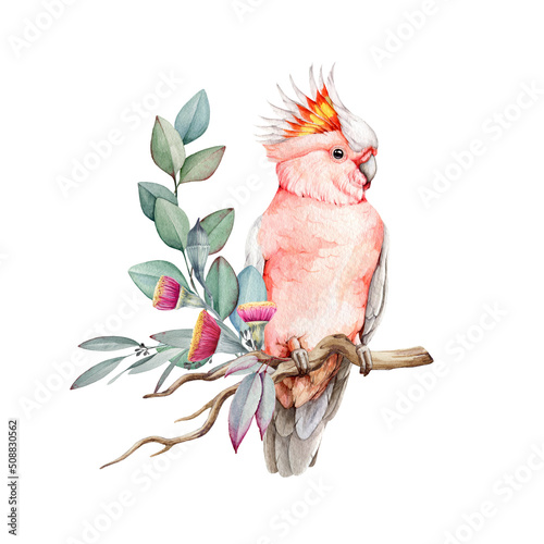 Pink cockatoo bird with flowers and eucalyptus leaves. Watercolor illustration. Hand drawn realistic Major Mitchell's cockatoo. Pink parrot with eucalyptus leaves and flowers decor photo