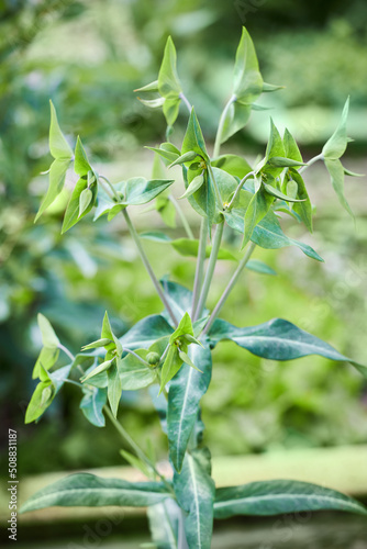 Euphorbia lathyris or Caper spurge growing outdoors, close-up photo