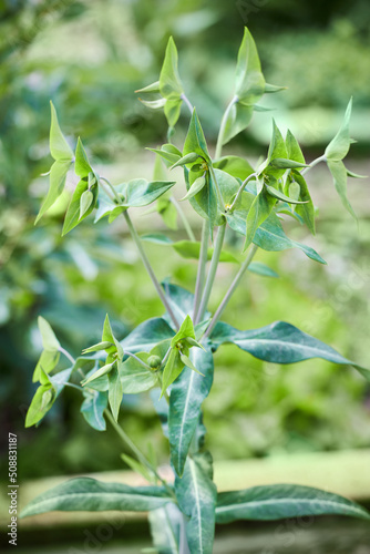 Foto Euphorbia lathyris or Caper spurge growing outdoors, close-up
