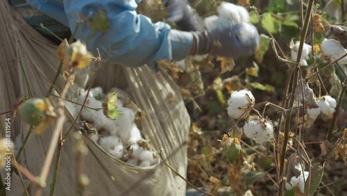Cotton farmer picking ripe cotton with his hands