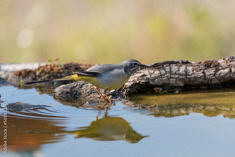 Fototapeta premium lavandera cascadeña bebiendo y reflejada en la charca del parque (Motacilla cinerea)