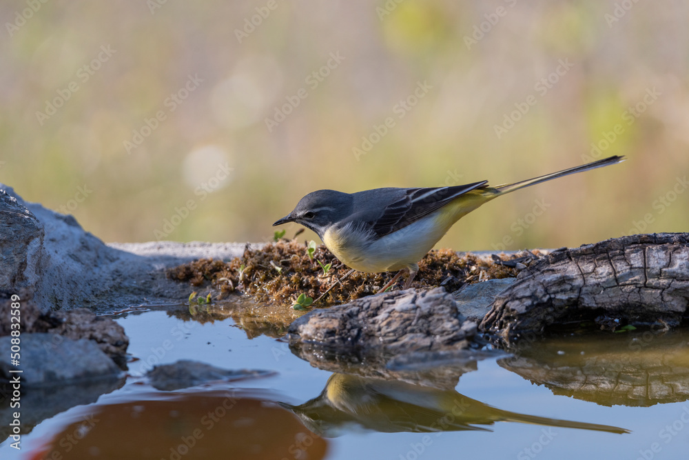 Obraz premium lavandera cascadeña bebiendo y reflejada en la charca del parque (Motacilla cinerea)