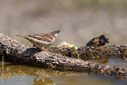 gorrión común alimentandose (Passer domesticus)