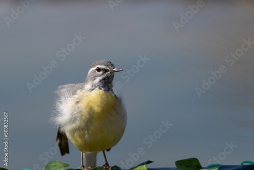 lavandera cascadeña en la charca del parque (Motacilla cinerea)