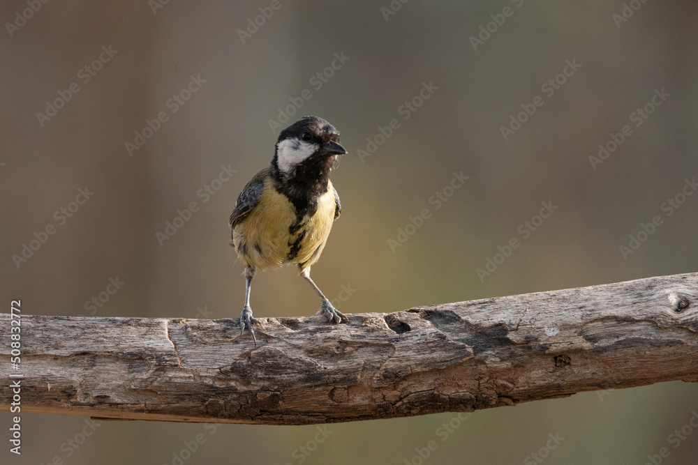 Obraz premium carbonero común posado en una rama (Parus major)