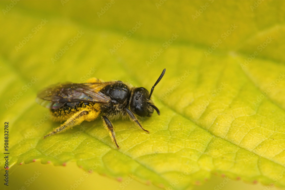Closeup of a small miniature mining bee, Andrena sitting on a green leaf Closeup of a small miniature mining bee, Andrena sitting on a green leaf