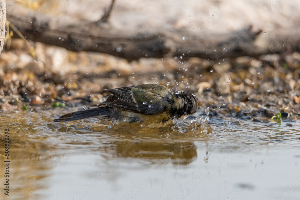 carbonero común bañandose en el estanque del bosque (Parus major) carbonero común bañandose en el estanque del bosque (Parus major)