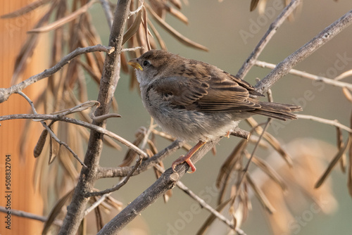 gorrión común cria posada en una rama  (Passer domesticus) © JOSE ANTONIO