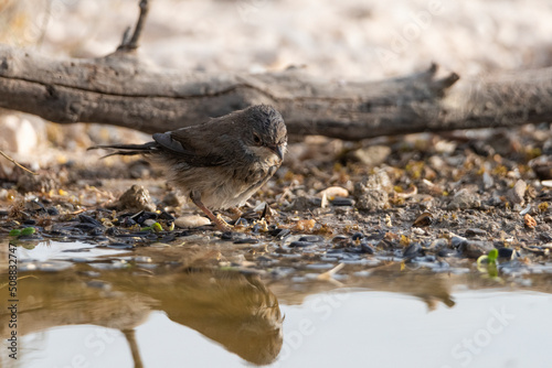 curruca cabecinegra​ o curruca de los brunos hembra bañandose en el estanque(Sylvia melanocephala)