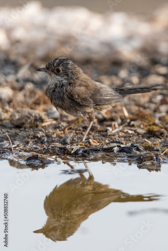 curruca cabecinegra​ o curruca de los brunos hembra bañandose en el estanque(Sylvia melanocephala)