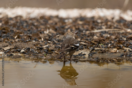 Fotografie pinzón vulgar reflejado en el agua del estaque (Fringilla coelebs)
