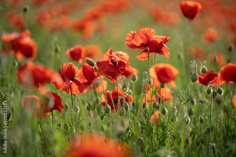 Fototapeta premium Panorama with red poppies. Idyllic view, meadow with red poppies blue sky in background Bavaria Germany