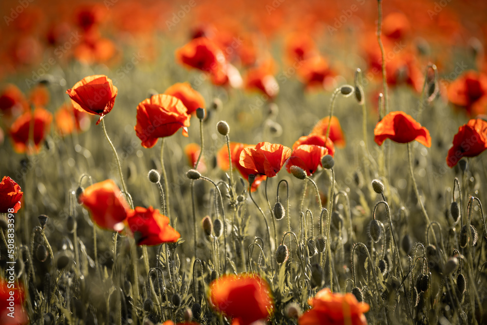 Fototapeta premium Panorama with red poppies. Idyllic view, meadow with red poppies blue sky in background Bavaria Germany