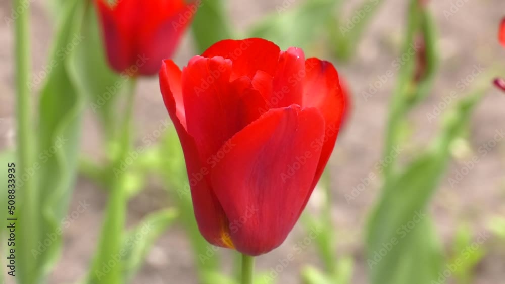 Red tulip closeup side view. One tulip flower. Close-up of a red tulip on a green background Red tulip closeup side view. One tulip flower. Close-up of a red tulip on a green background