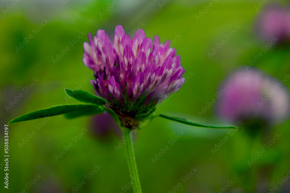 Blue flower clover selective focus. Blue flower clover selective focus.