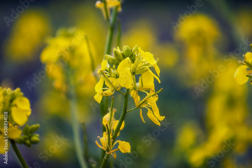 Yellow wildflowers in summer. Selective focus.