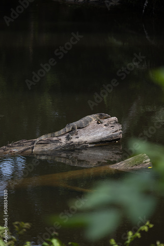 A crocodile clings to a branch in the middle of the river.