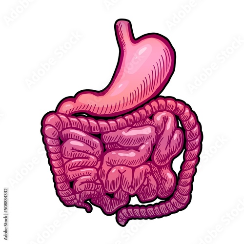 stomach and intestines vector illustration isolated on white background