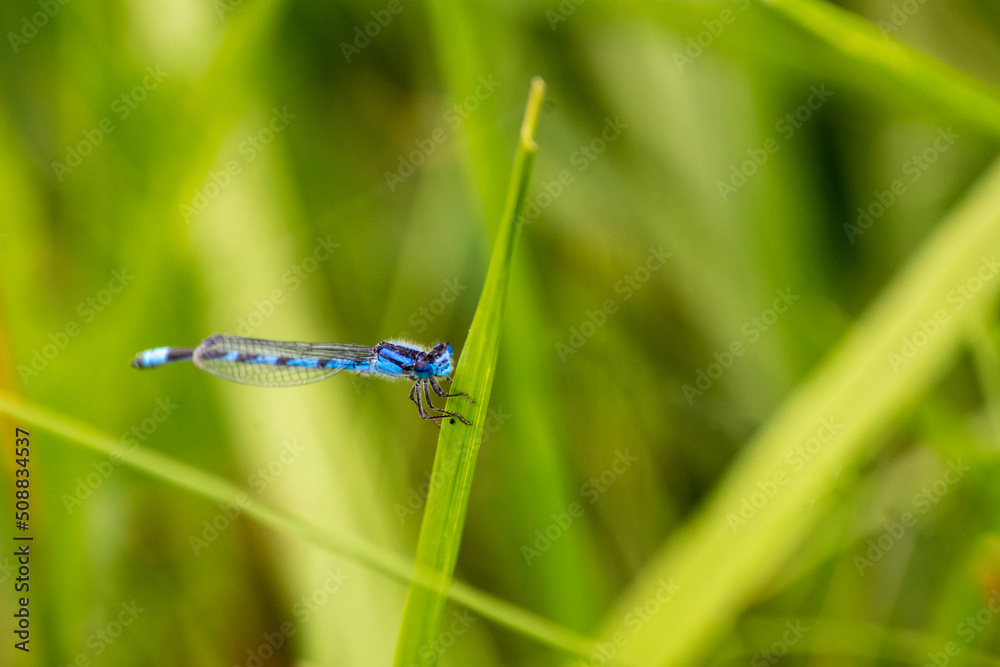 Blue Damselfly on a Blade of Grass Blue Damselfly on a Blade of Grass