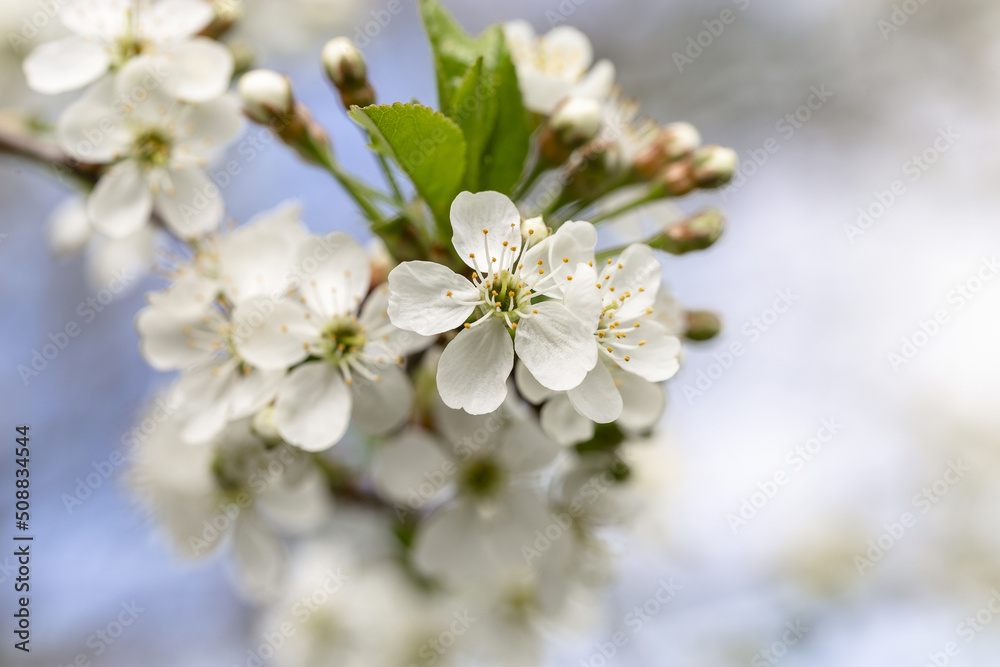 Cherry tree blossom in May on a sunny day