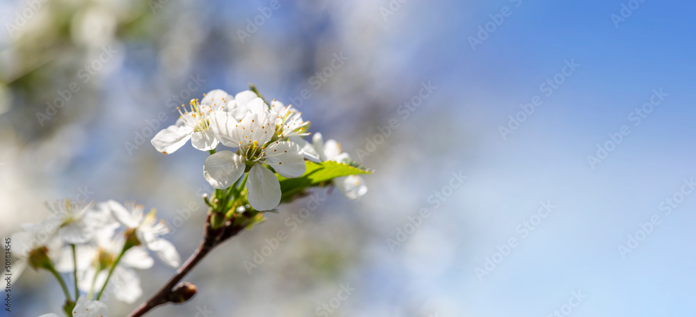 Cherry tree blossom in May on a sunny day