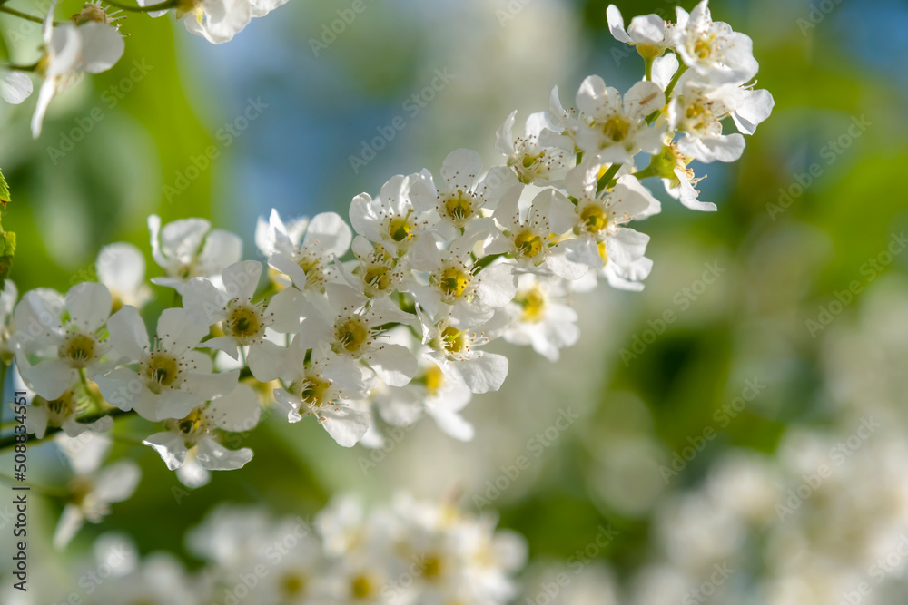 Bird cherry flowers in May on a sunny evening Bird cherry flowers in May on a sunny evening