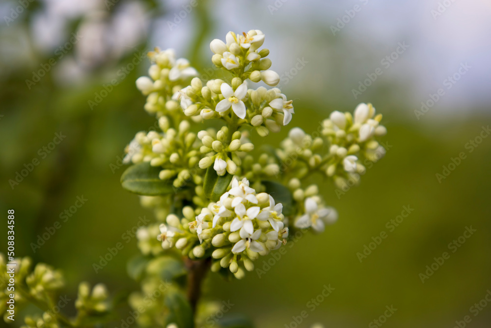 White wildflowers with selective focus White wildflowers with selective focus