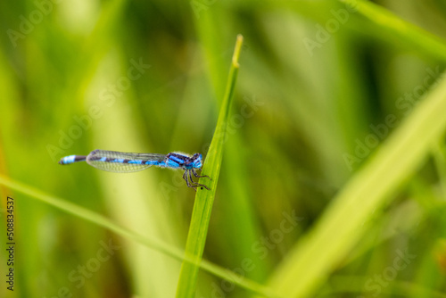 Blue Damselfly on a Blade of Grass