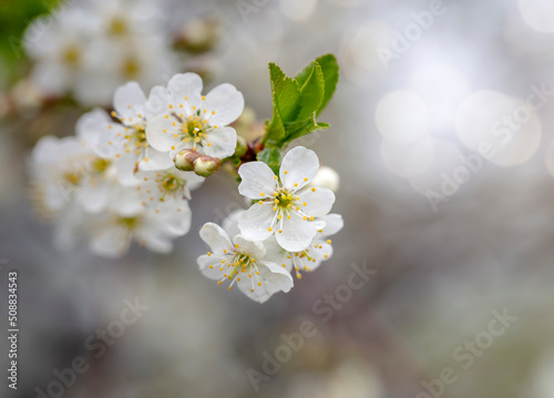 Cherry tree blossom in May on a sunny day © 02irina