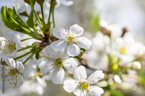 Cherry tree blossom in May on a sunny day