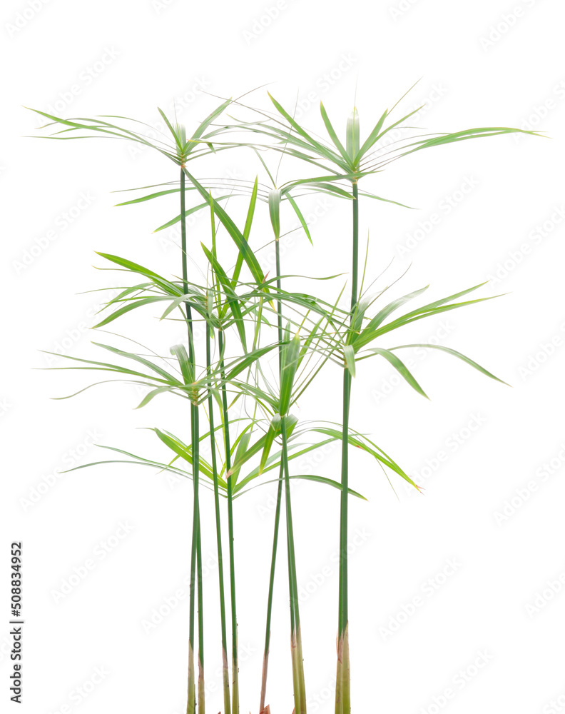 Tsiperus in a pot isolated. Tsiperus in a pot isolated.