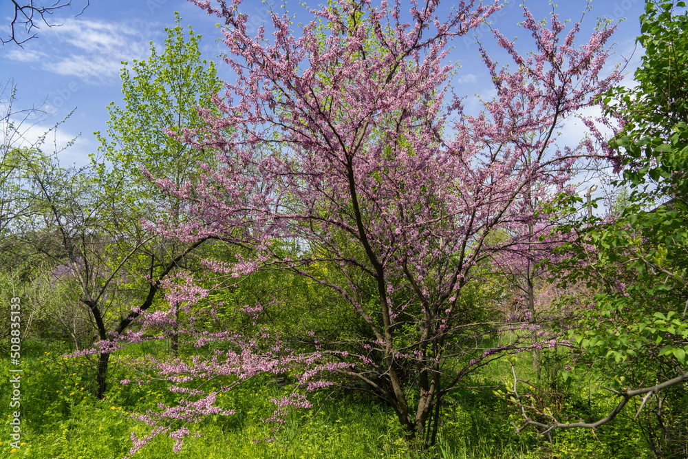 Fototapeta premium Blooming redbud tree cercis canadensis in springtime in the park. Beautiful pink flowers of the Judas tree. Purple spring blossom in sunny day. Buds grow on branches and trunk.