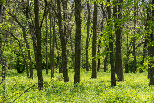 Grove of foliar trees in the park. Group of trunks grows surrounded by celandine medicinal grass. Bright juicy green in spring time. Small leaves of plants in sunlight.