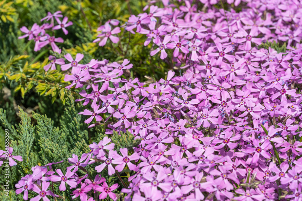 Obraz premium Phlox subulate flowers in the garden. Blooming creeping moss for landscape design. Bright beautiful flower covering the ground. Photo wallpapers in purple colors. Growing carpet in nature.