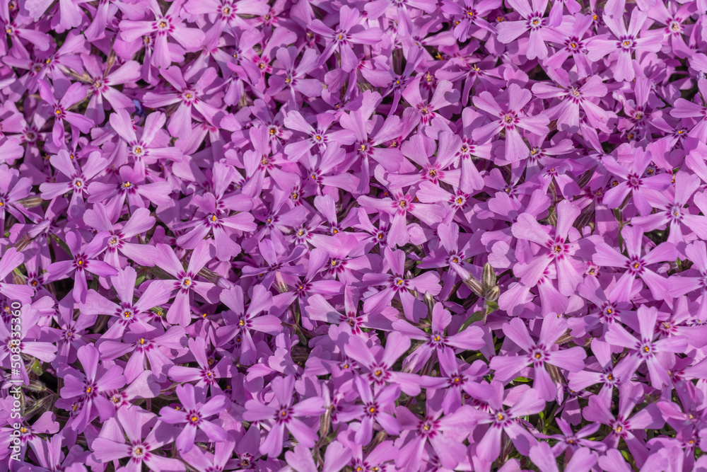 Obraz premium Phlox subulate flowers in the garden. Blooming creeping moss for landscape design. Bright beautiful flower covering the ground. Photo wallpapers in purple colors. Growing carpet in nature.