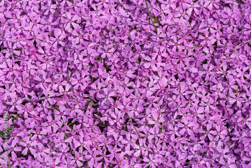 Phlox subulate flowers in the garden. Blooming creeping moss for landscape design. Bright beautiful flower covering the ground. Photo wallpapers in purple colors. Growing carpet in nature. © IhorStore