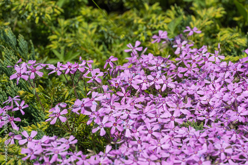 Phlox subulate flowers in the garden. Blooming creeping moss for landscape design. Bright beautiful flower covering the ground. Photo wallpapers in purple colors. Growing carpet in nature.