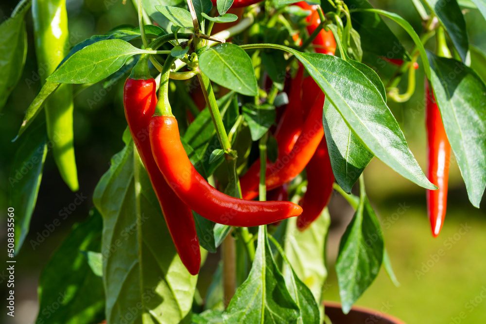 Chili peppers (also chile, chile pepper, chilli pepper, or chilli, Latin: Capsicum annuum) in the green garden. Red color peppers. Close up photo. Chili peppers (also chile, chile pepper, chilli pepper, or chilli, Latin: Capsicum annuum) in the green garden. Red color peppers. Close up photo.