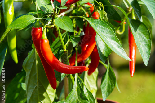 Billede på lærred Chili peppers (also chile, chile pepper, chilli pepper, or chilli, Latin: Capsicum annuum) in the green garden